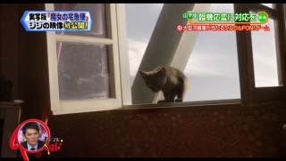 Illustration for article titled Live-Action Kiki's Delivery Service Getting a Computerized Cat